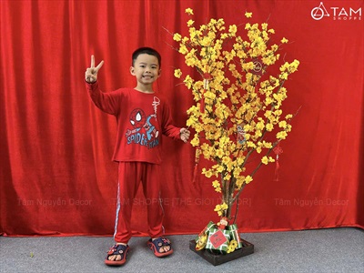 Cây Mai Vàng thân gỗ Cao 130 - 140cm CAYCANH-TET-02